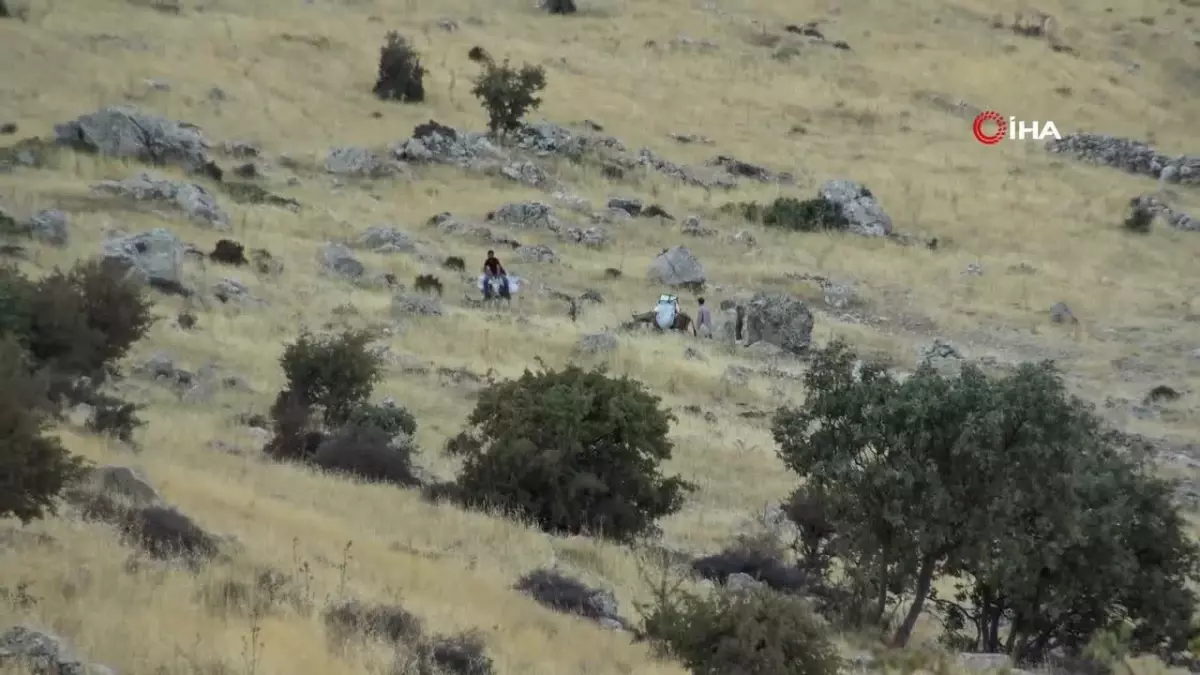 300 Metre Yükseklikteki Kayalıklardan Şifa Balı