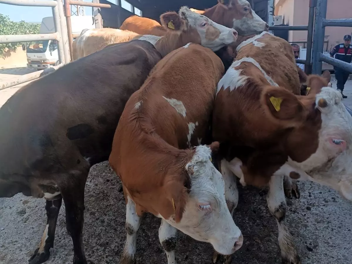 Kırklareli’nde Kaçak Hayvan Taşıyanlara Ceza